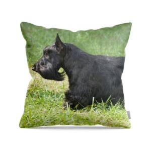 Maxi size Scottish Terrier Throw Pillow